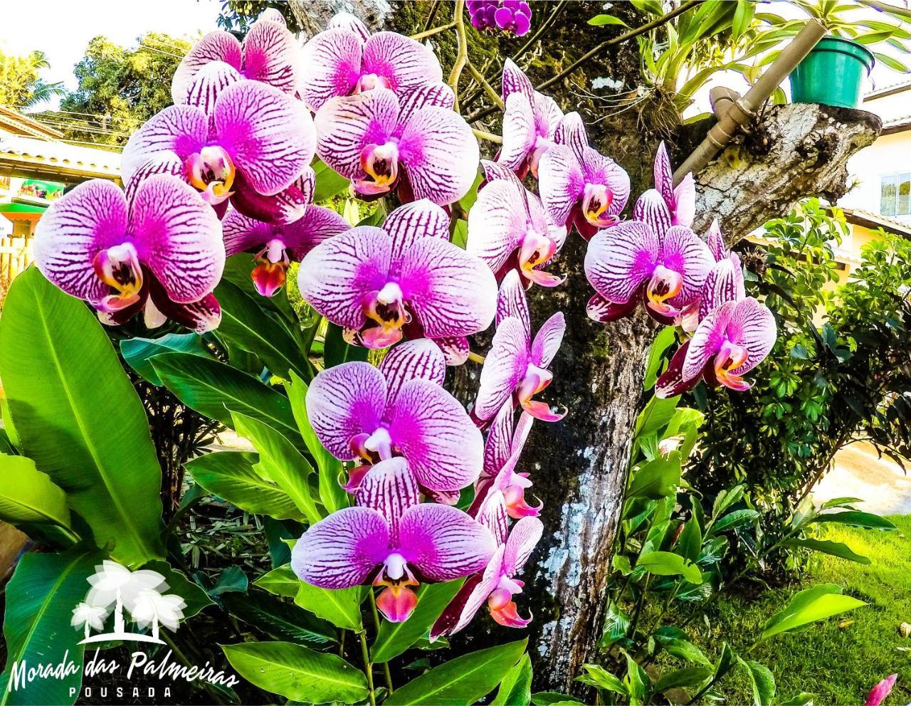 Morada Das Palmeiras Barra Grande  Dış mekan fotoğraf